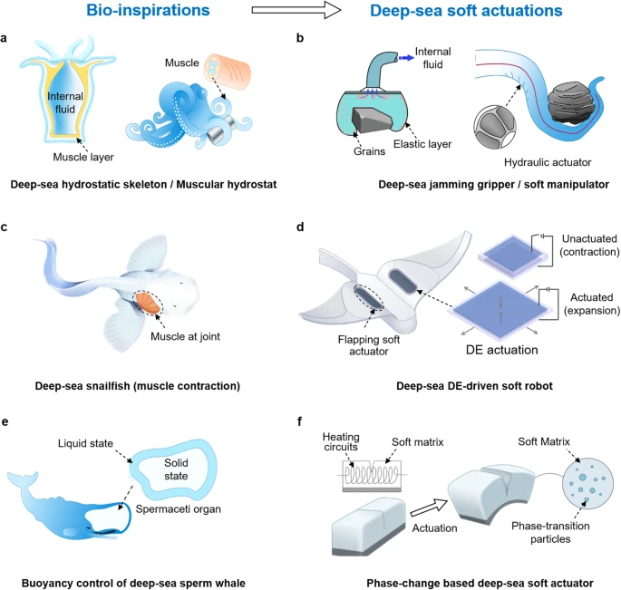 мягкие подводные роботы