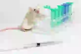 эксперименты над животными