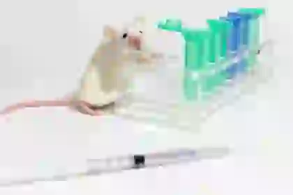 эксперименты над животными