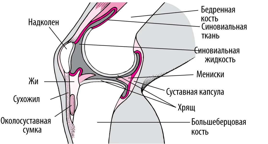 сохранить подвижность суставов