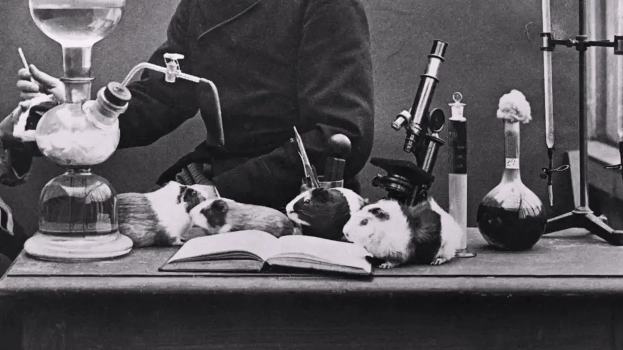 эксперименты над животными