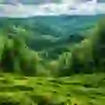 мир растений