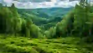 мир растений