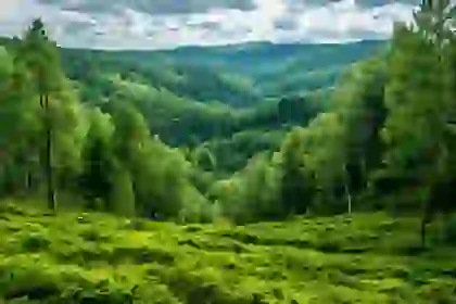 мир растений