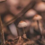 псилобицин исследования